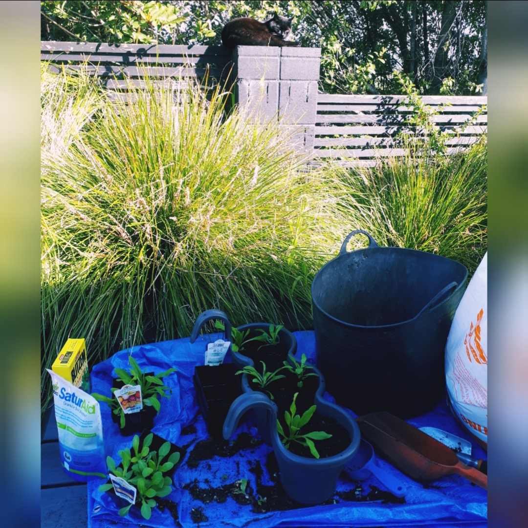 Last of the hanging flowers