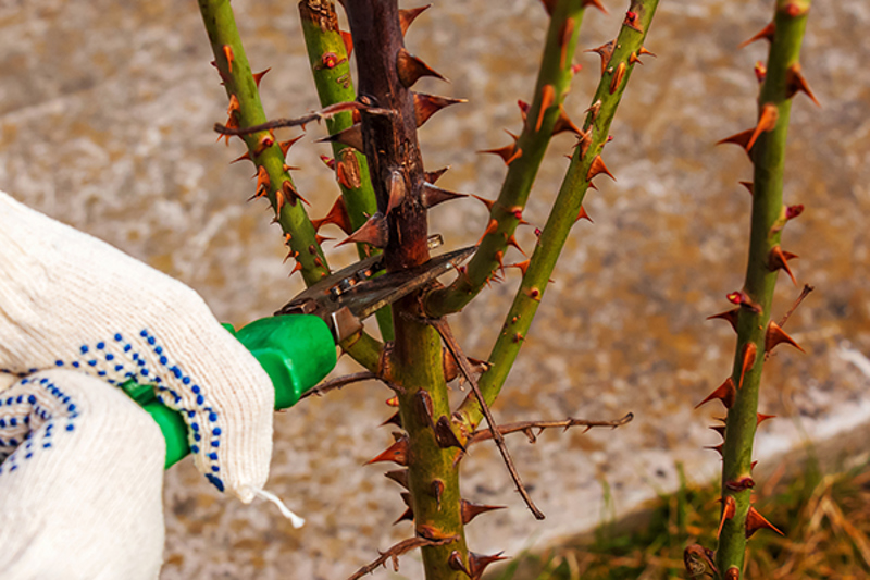 Cutting out dead wood from a rose stem