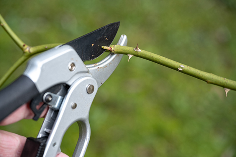 Pruning a rose stem, at an angle just above a bud.