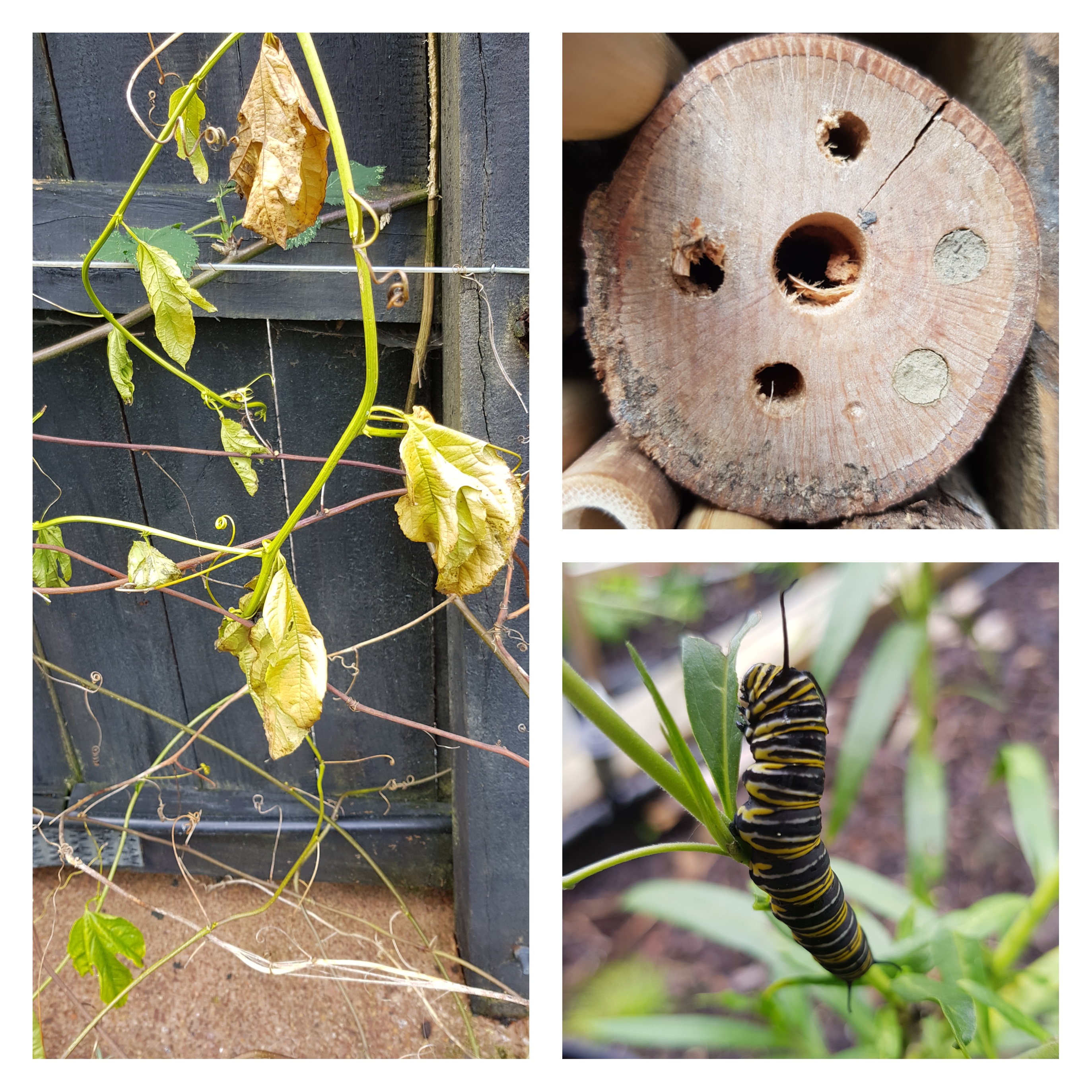 Passionless Passionfruit & Bug Update