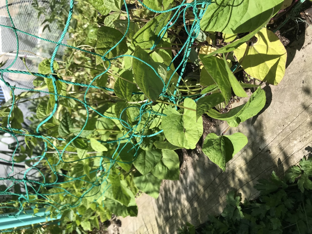 Beans starting to look good
